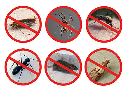 Pest Reject Pro Insektenstecker - vertreibt Ungezifer - ohne Chemie
